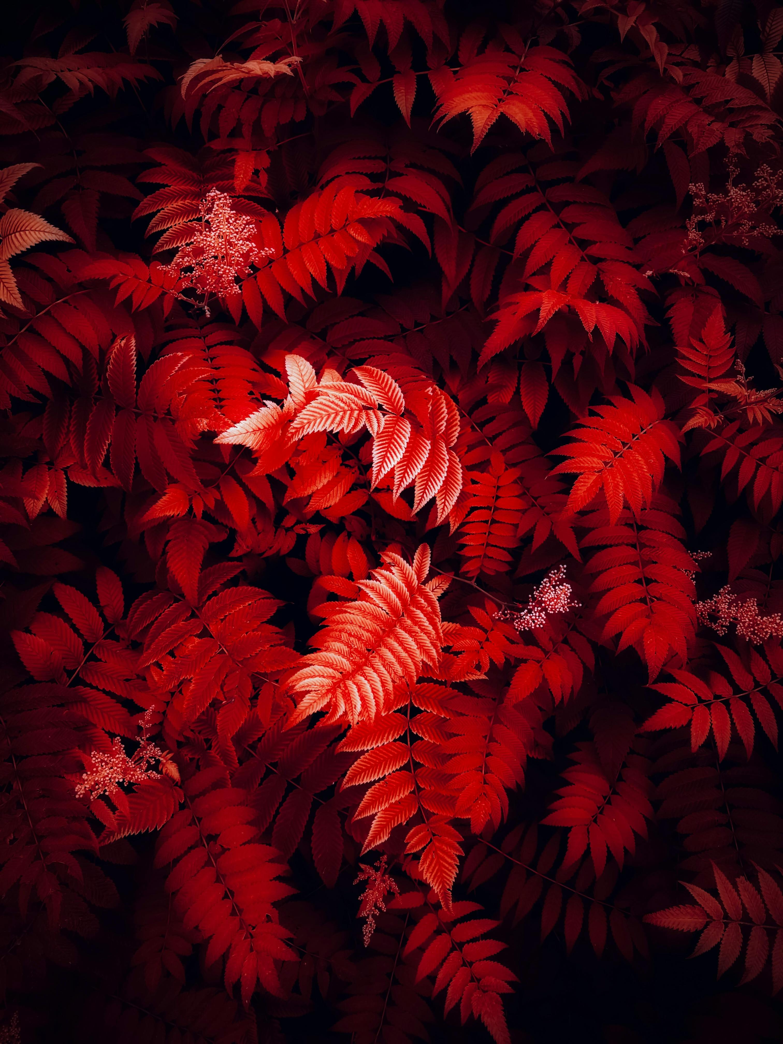 A vivid close-up of red fall leaves creating a striking autumn backdrop.
