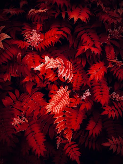 Δωρεάν στοκ φωτογραφιών με κατακόρυφη λήψη, κόκκινα φύλλα, πτώση