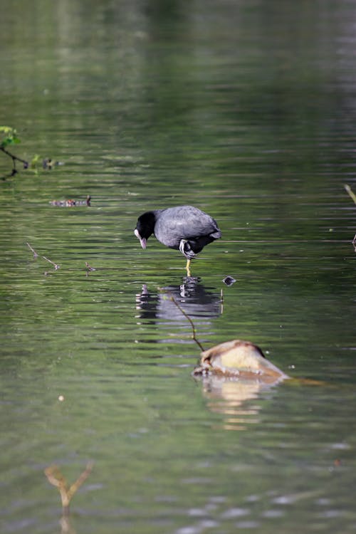 fulica atra, 動物, 反射 的 免费素材图片