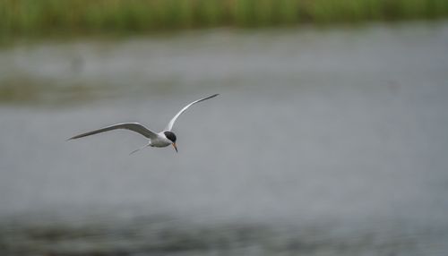 Free A beautiful arctic tern gracefully soars over a serene body of water, with wings fully spread. Stock Photo