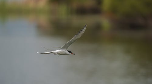 Immagine gratuita di fiume, fotografia di animali, fotografia naturalistica