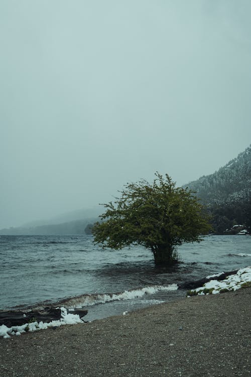 Kostenloses Stock Foto zu baum, bedeckt, meer