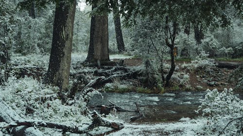 Foto d'estoc gratuïta de arbres, bosc, hivern