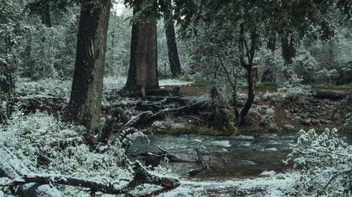 Free A peaceful winter forest scene with snow-covered trees and a gentle river. Stock Photo