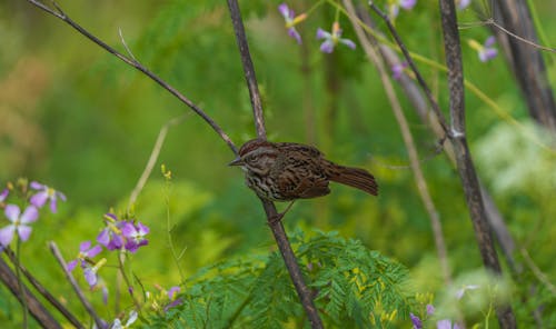 Free Old World Sparrow on Branch Stock Photo