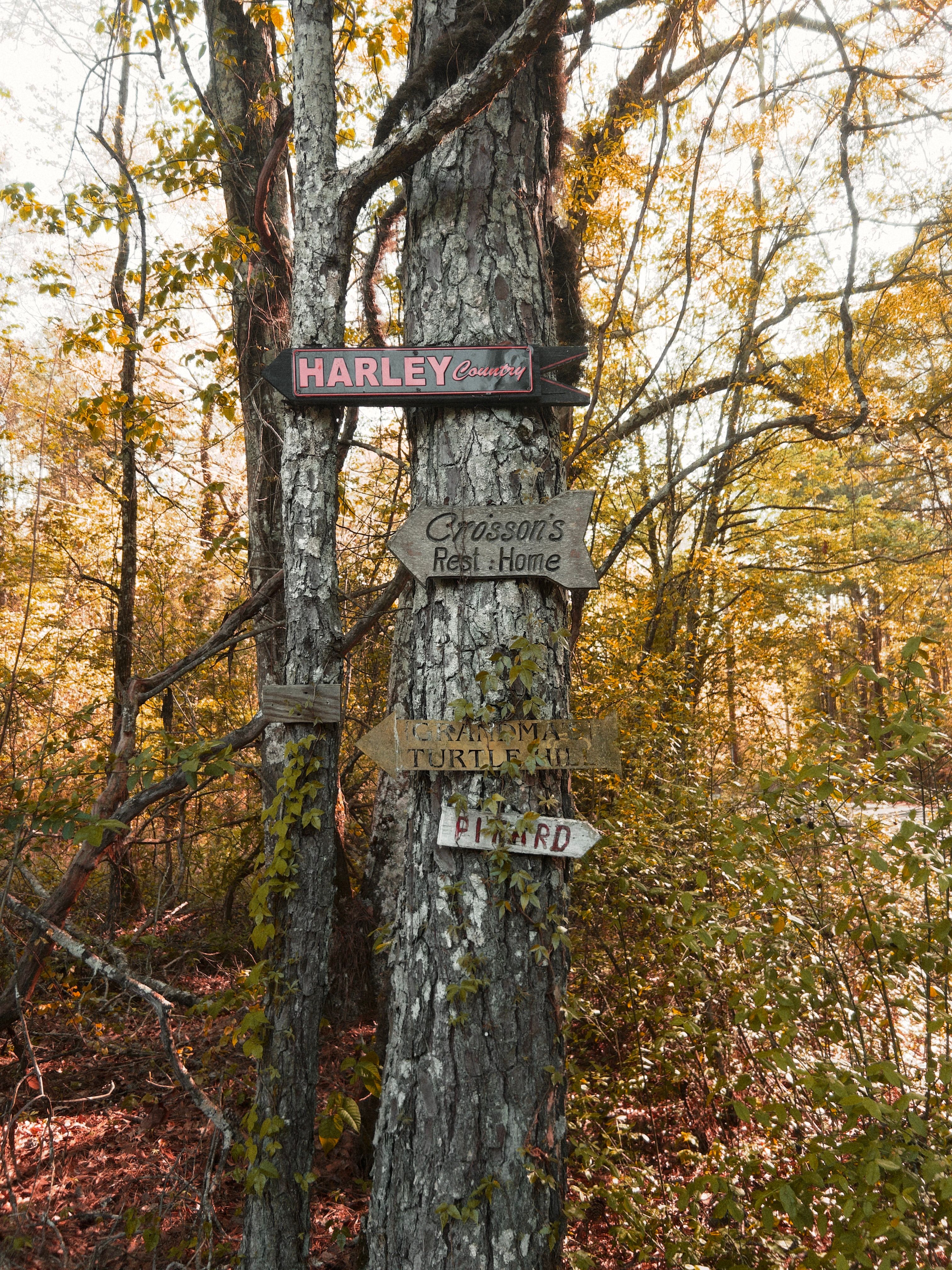 Wooden Boards on Tree in Forest · Free Stock Photo