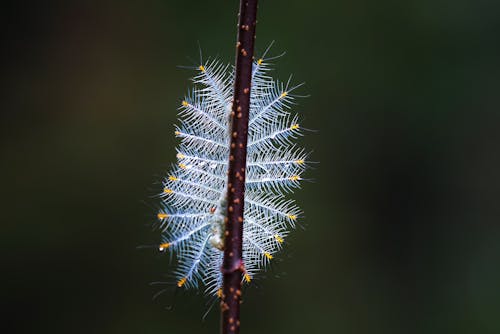 White Caterpillar Close-up Photography