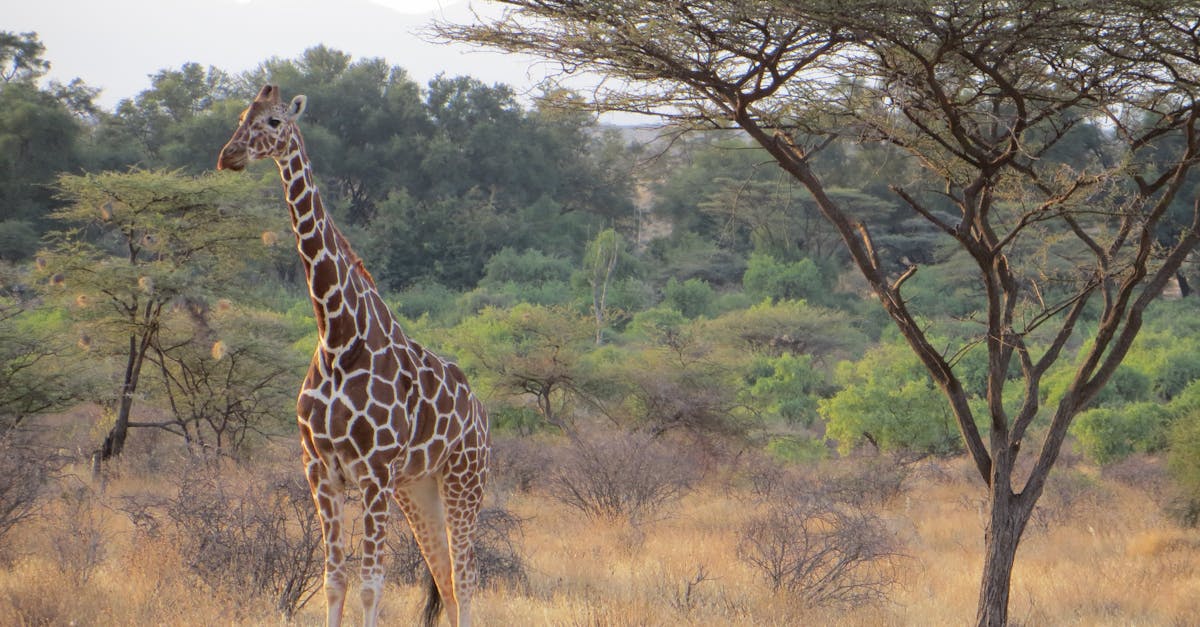 Free stock photo of africa, giraffe, Kenya