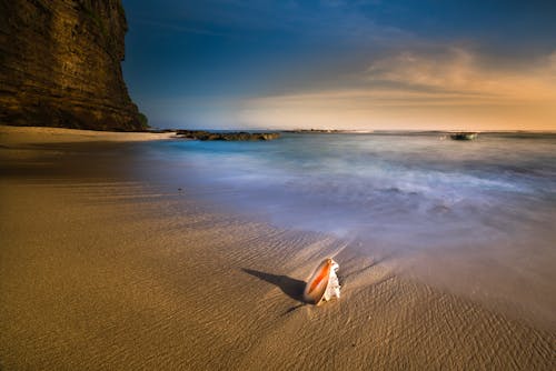 Shell On Shore