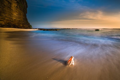 Shell On Shore