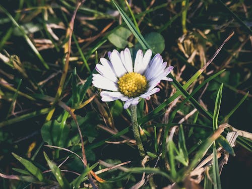 White Flower Plant Macro Photography during Daytime