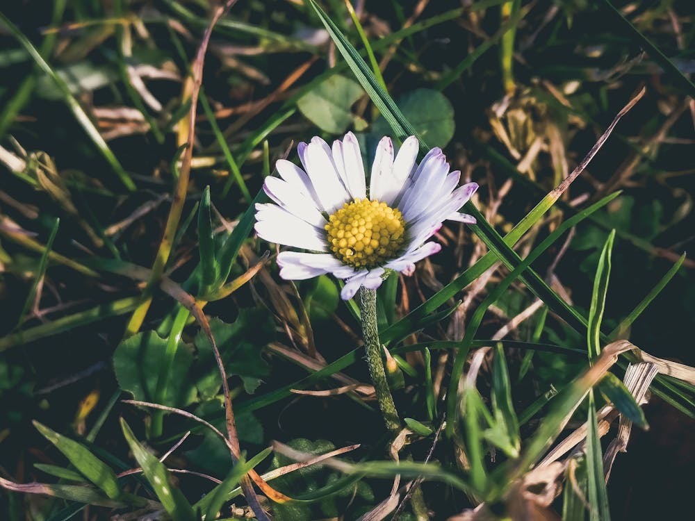 Gratuit Macro Photographie De Plante Fleur Blanche Pendant La Journée Photos