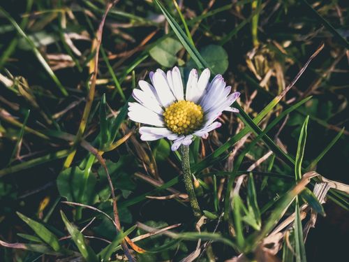 Free A solitary daisy flower blooming in grass, showcasing natural beauty in an outdoor setting. Stock Photo