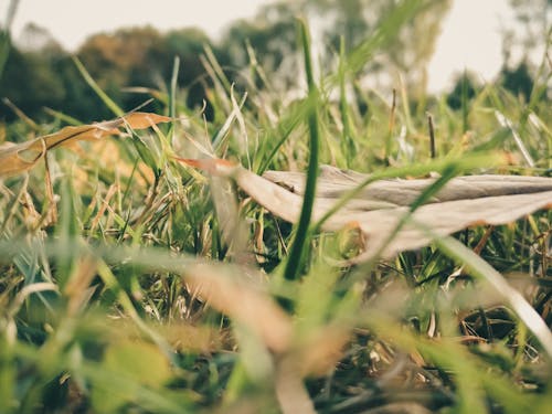 Free Sepia Photography of Grass during Daytime Stock Photo