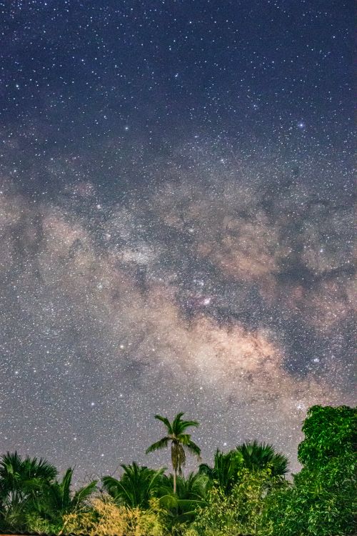 Free Dazzling view of the Milky Way galaxy above lush palm trees on a clear summer night. Stock Photo