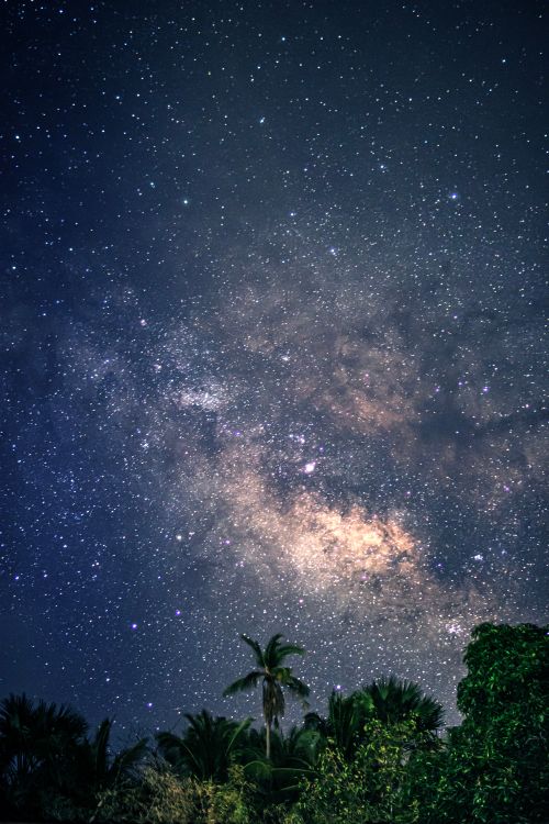 Free A mesmerizing view of the Milky Way above a tropical forest, showcasing a clear night sky filled with stars. Stock Photo