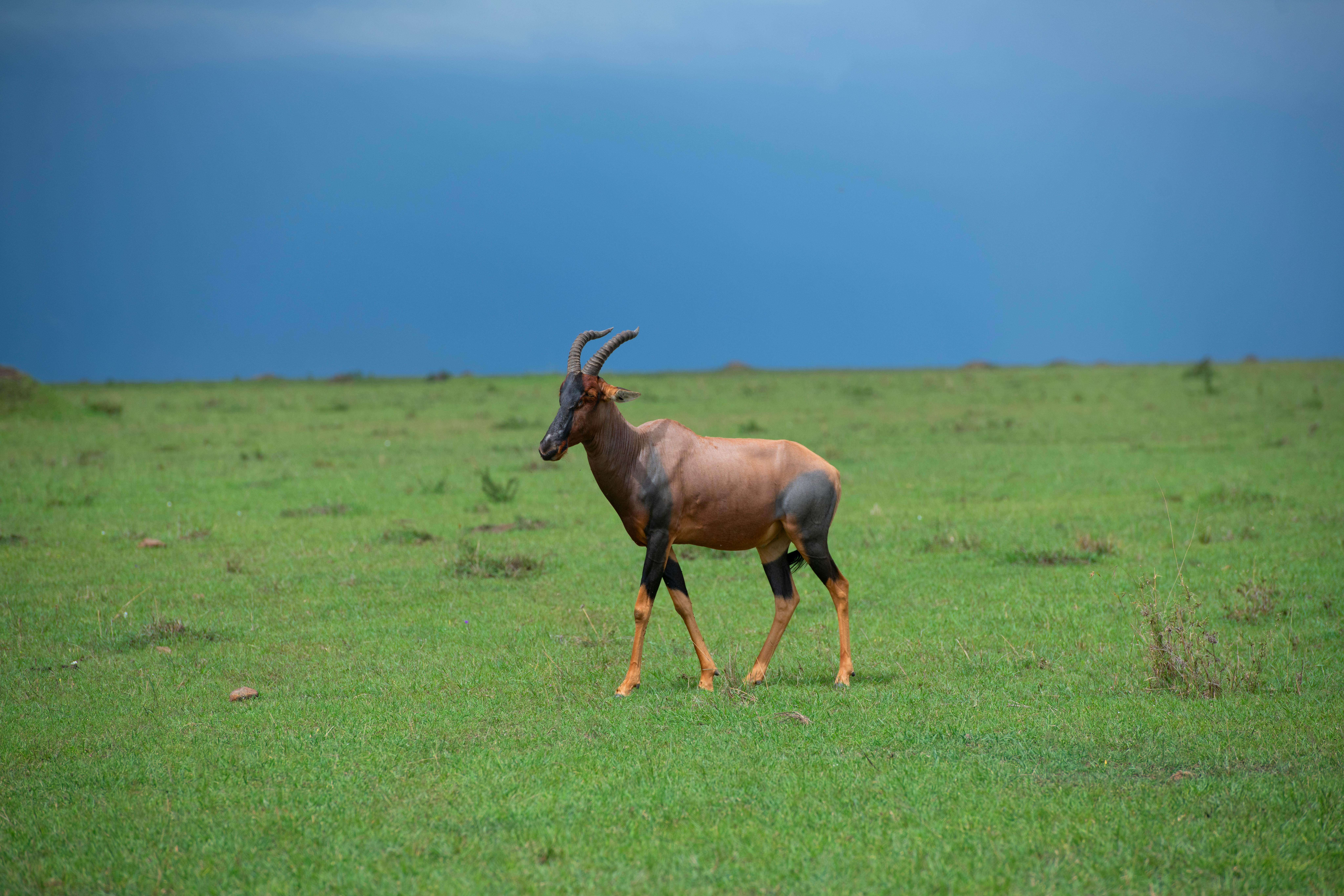 Gratuit Photos gratuites de afrique, animal, animal à cornes Photos