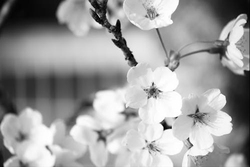 Základová fotografie zdarma na téma Japonsko, japonský, sakura