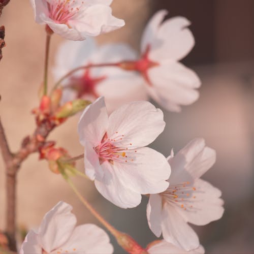 Základová fotografie zdarma na téma Japonsko, kvetoucí květiny, květy třešně