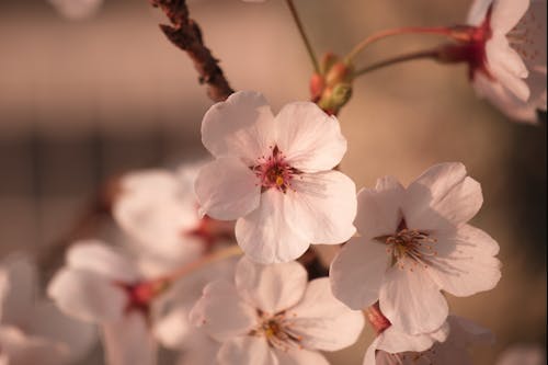 Základová fotografie zdarma na téma jaro, jemný, květy