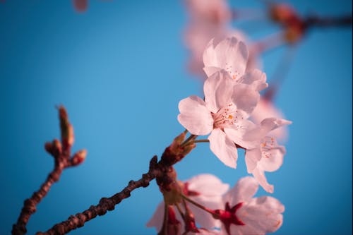 Fotos de stock gratuitas de cerezo, cielo azul, crecimiento