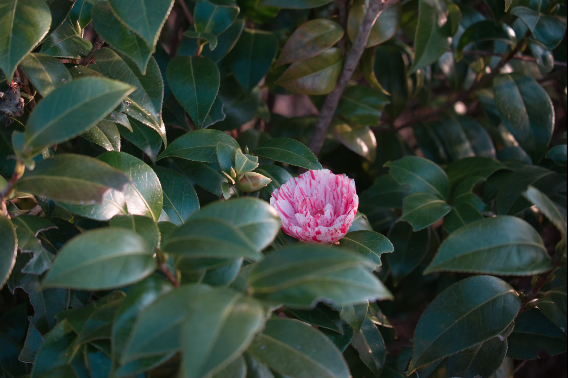 A vibrant camellia flower in focus surrounded by lush green leaves in a natural setting.