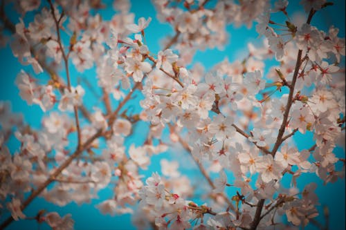 Základová fotografie zdarma na téma Japonsko, kvetoucí květiny, květy třešně