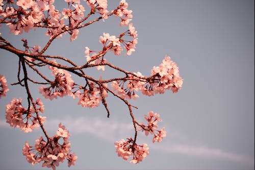 Základová fotografie zdarma na téma Japonsko, kvetoucí květiny, květy třešně