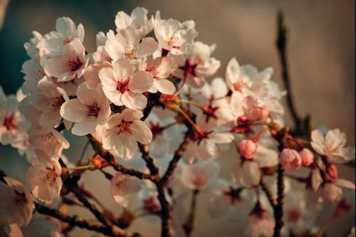 Základová fotografie zdarma na téma Japonsko, kvetoucí květiny, květy třešně