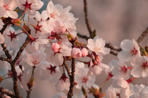 Základová fotografie zdarma na téma Japonsko, kvetoucí květiny, květy třešně