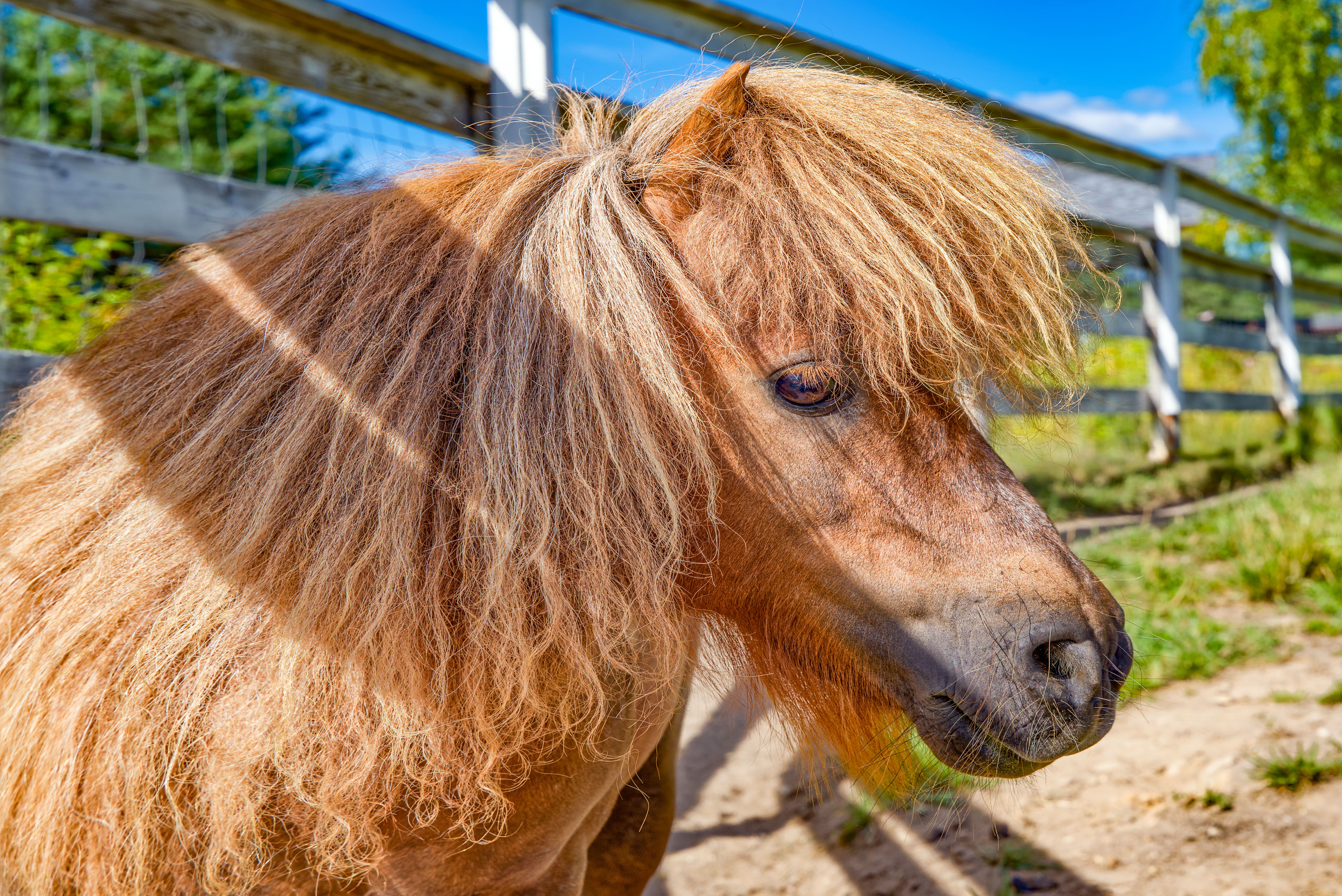 Pony Weeks