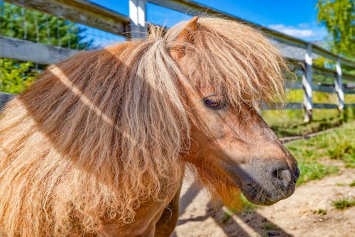 A small pony with long hair standing in front of a fence