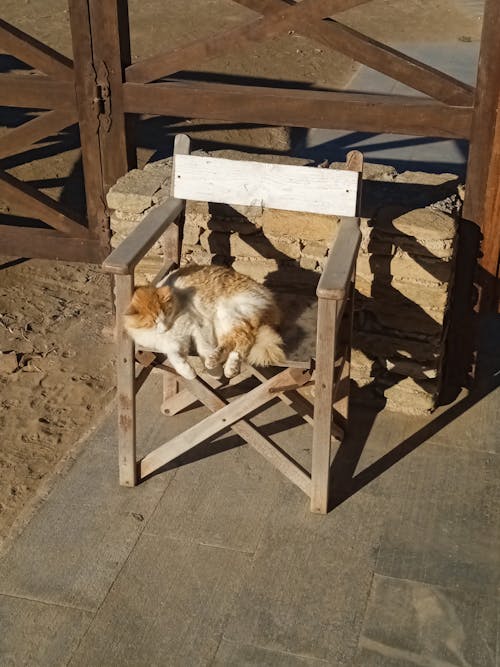 A cat is sitting on a wooden chair