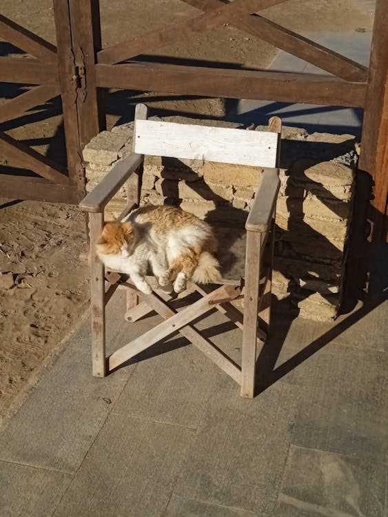 Free A cat is sitting on a wooden chair Stock Photo