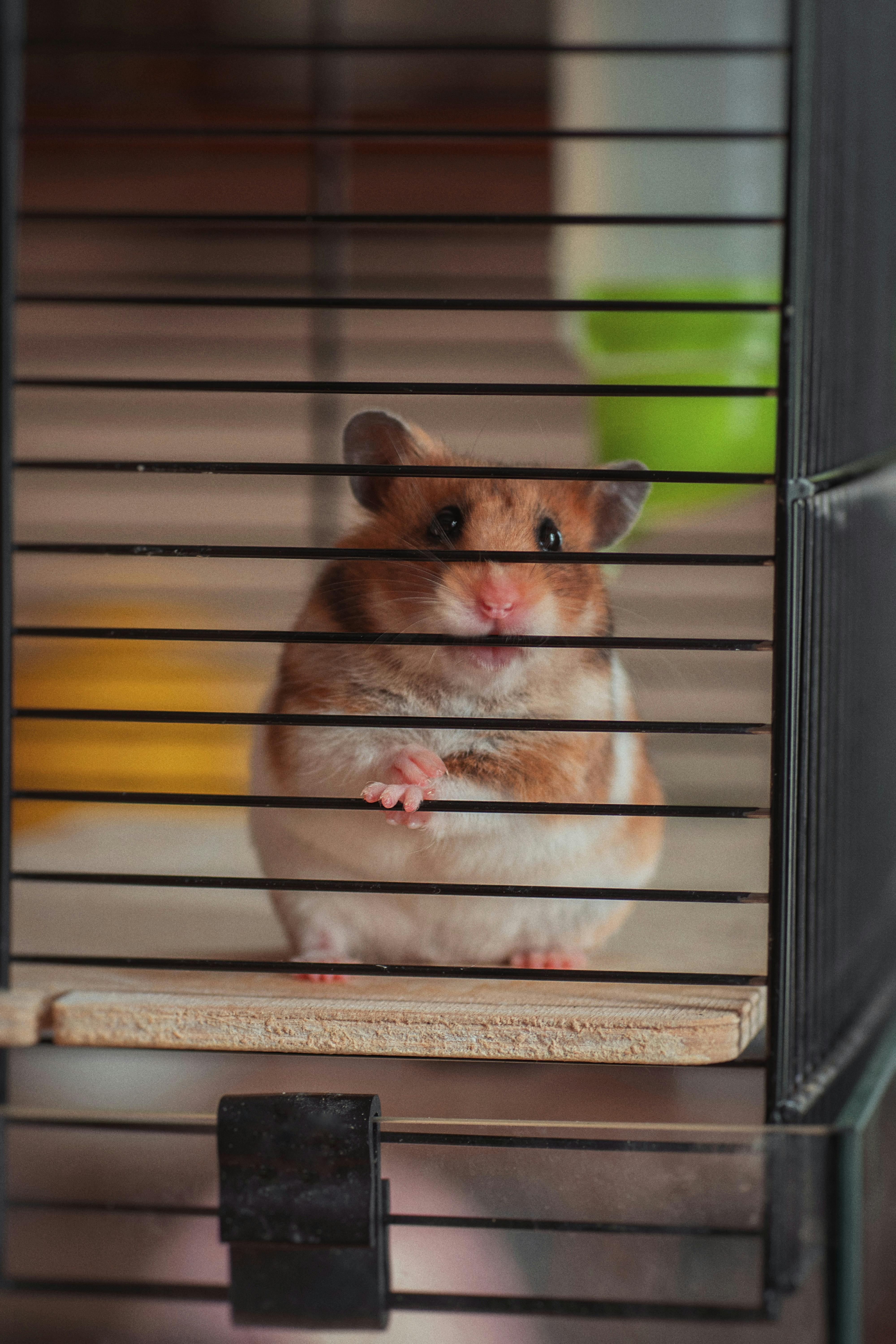 Syrian hamster in a cage