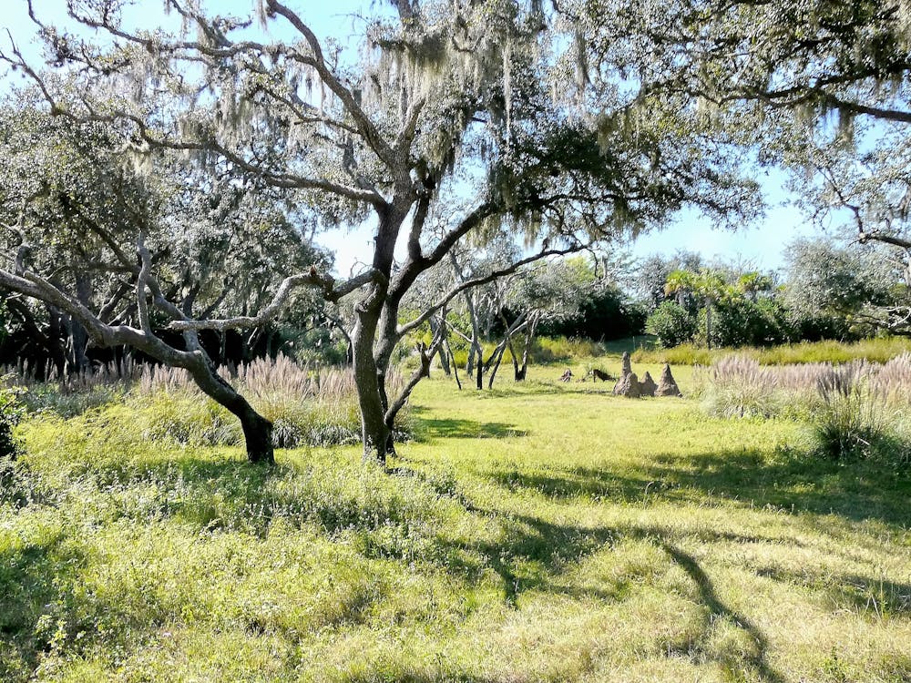 Foto d'estoc gratuïta de a l'aire lliure, arbre, arbres