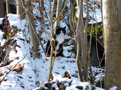 Ilmainen kuvapankkikuva tunnisteilla eläimet, kissa, lumi