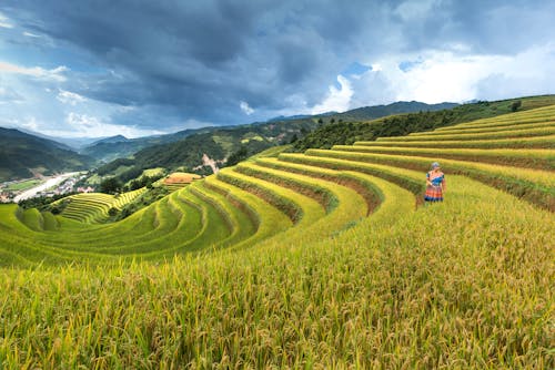 Ingyenes stockfotó farm, földművelés, mező témában