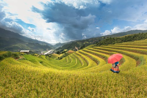 우산을 들고 곡물 필드에 걷는 사람