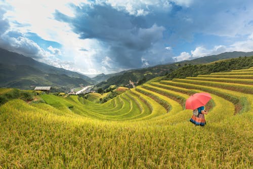 Personne Qui Marche Sur Un Champ De Céréales Tenant Un Parapluie