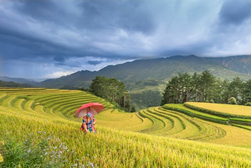 คลังภาพถ่ายฟรี ของ กลางแจ้ง, การเกษตร, การเจริญเติบโต