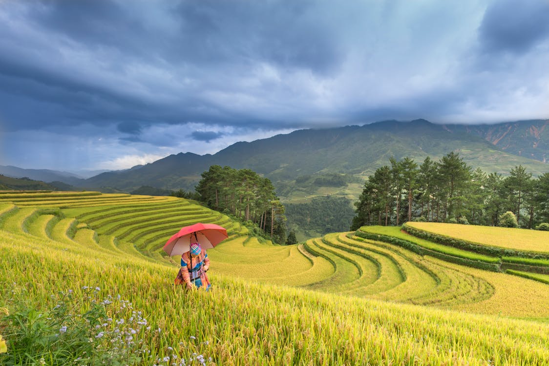 Person Using Red Umbrella Standing On Rice Terraces