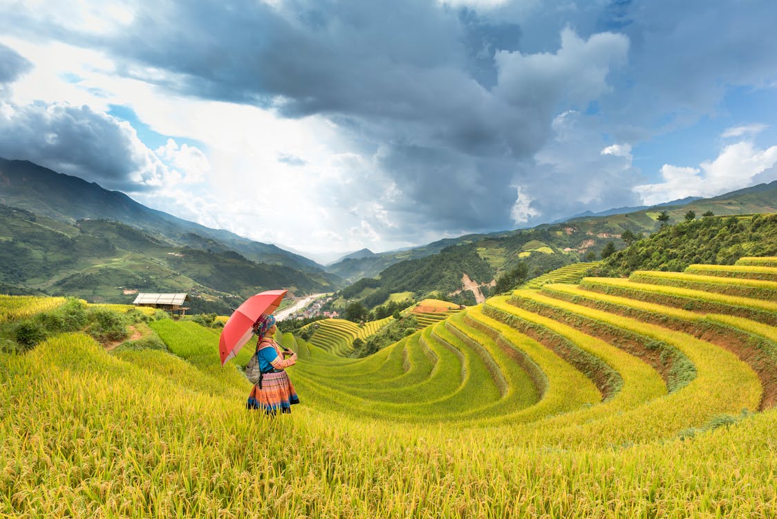 Photo of Person on Rice Terraces