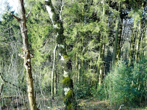 Ilmainen kuvapankkikuva tunnisteilla luonto, metsä, puut