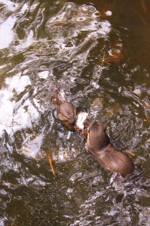 Free Two otters playing in a natural water setting, viewed from above. Stock Photo