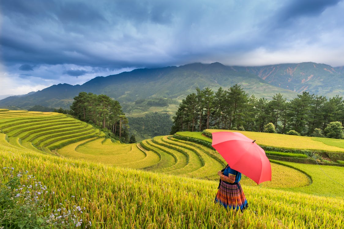 Photo of a Person Standing on Rice Terraces