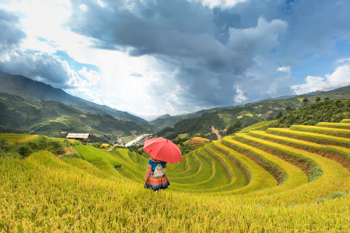 Человек под красным зонтиком, стоящий на рисовых террасах