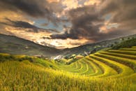 金色的梯田在日落天空下，捕捉到乡村的美丽和宁静