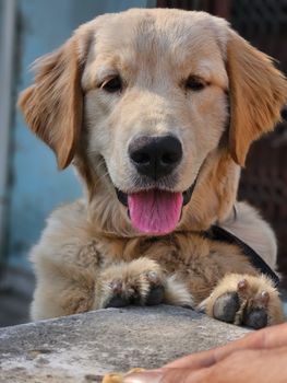 Adorable golden retriever puppy with tongue out enjoying the sunlight outdoors.