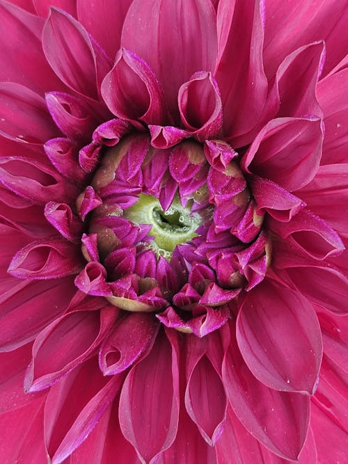 Бесплатное стоковое фото с красивый цветок, красота в природе, природный